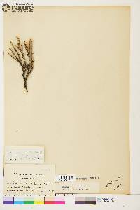 Picea mariana image