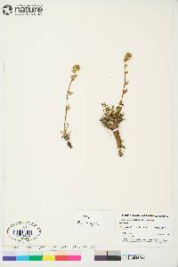 Artemisia borealis subsp. borealis image