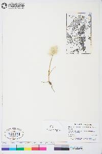 Eriophorum scheuchzeri subsp. arcticum image