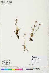 Luzula groenlandica image