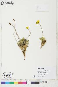 Papaver radicatum subsp. radicatum image