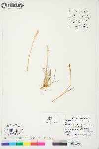 Arctagrostis latifolia image