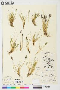 Festuca baffinensis image