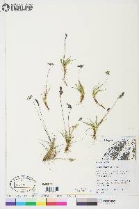 Festuca baffinensis image