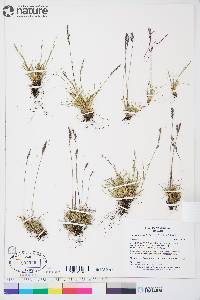 Festuca brachyphylla image