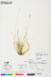 Festuca lenensis image