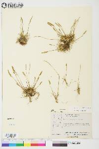 Festuca brachyphylla image