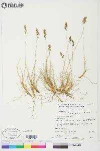 Festuca rubra image