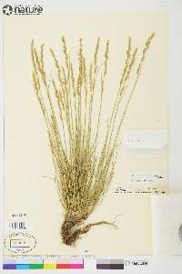 Festuca saximontana image