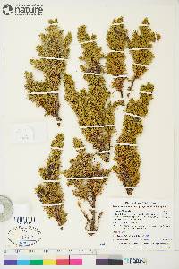 Juniperus communis var. depressa image