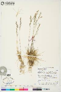 Deschampsia sukatschewii image