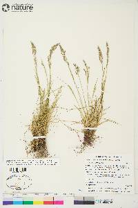 Festuca rubra image