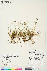 Carex capillaris image