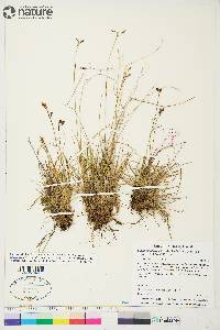 Carex capillaris image