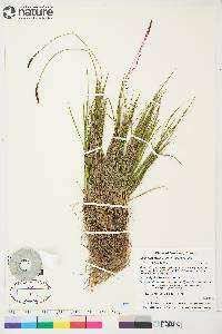 Carex scirpoidea image