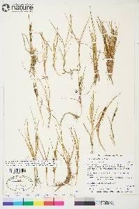 Carex subspathacea image