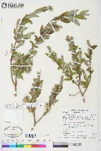 Salix glauca var. cordifolia image