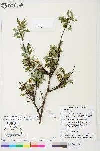 Salix planifolia image