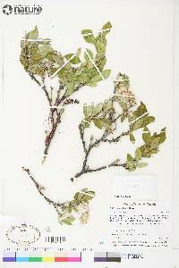 Salix richardsonii image