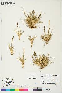 Deschampsia brevifolia image