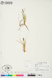 Carex rariflora image