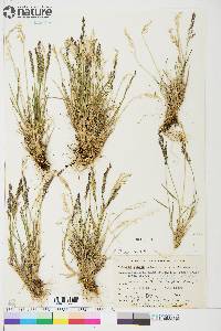 Poa glauca image