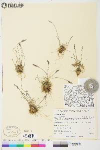 Poa glauca image