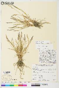 Poa glauca image