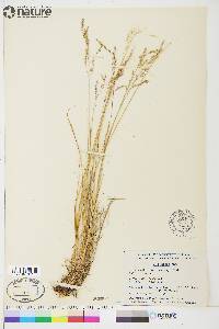 Poa glauca image