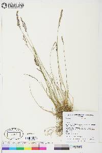 Poa glauca image