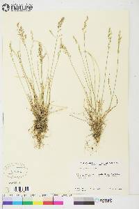 Poa glauca image