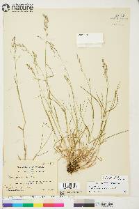 Poa arctica subsp. caespitans image