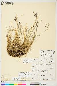 Poa arctica subsp. caespitans image