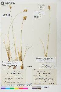 Anthoxanthum monticola image