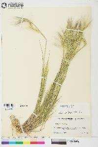 Hordeum jubatum subsp. jubatum image