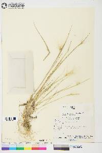 Hordeum jubatum subsp. jubatum image