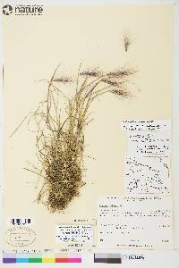 Hordeum jubatum subsp. jubatum image