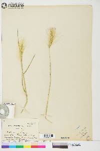 Hordeum jubatum subsp. jubatum image