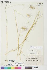 Hordeum jubatum subsp. intermedium image