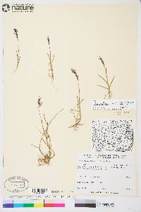 Poa pratensis subsp. colpodea image