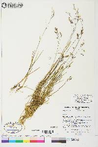 Poa paucispicula image