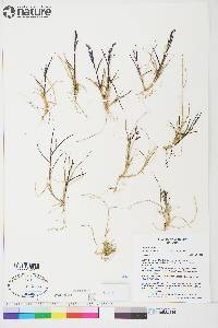 Poa pratensis subsp. alpigena image