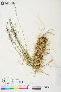 Poa pratensis subsp. alpigena image