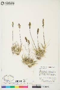 Deschampsia brevifolia image