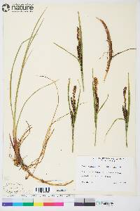 Carex aquatilis subsp. aquatilis image