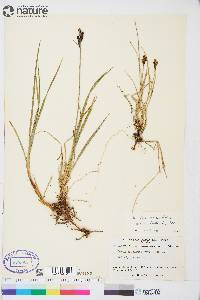 Carex consimilis image