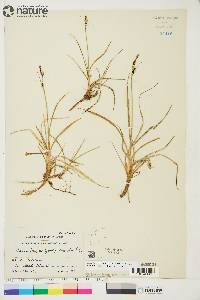 Carex bigelowii image