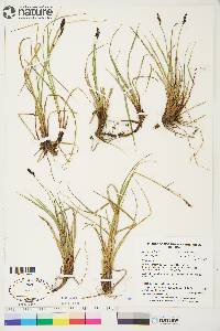 Carex bigelowii subsp. lugens image