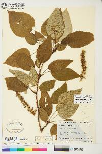 Populus balsamifera image