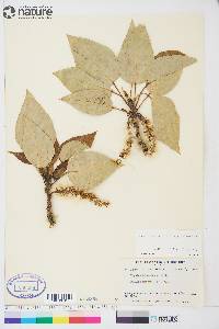 Populus balsamifera subsp. balsamifera image